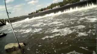 AMAZING Day Fishing for Shad and Striped Bass at a SECRET Spot in Philly [upl. by Dyob883]