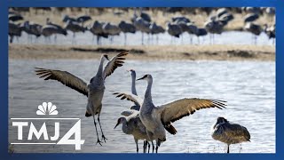 Committee nears final recommendations on sandhill crane hunt in Wisconsin [upl. by Asiruam]