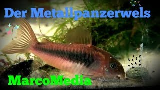 Der Metallpanzerwels  Corydoras aeneus [upl. by Ecinerev]