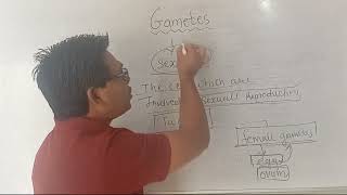 what is gametesgametes meaninggametes kya hota haigametes meaning in zoologygametes [upl. by Sheryl606]