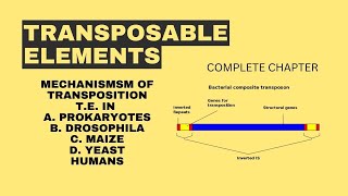 TRANSPOSABLE ELEMENTS  COMPLETE CHAPTER  BSc ZOOLOGY [upl. by Aylat357]