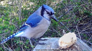 Blue Jay Meets Banana  Makes Monkey Sounds [upl. by Essy]