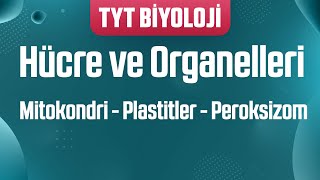 17 Organeller  Mitokondri  Plastitler  Peroksizom [upl. by Mongeau]