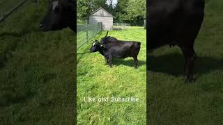 Cows at the zoo petting farm cows cow fyp viralvideo viralshorts viralvideos viralshort [upl. by Ehrman]