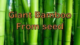 Growing Giant Bamboo from Seed  Phyllostachys pubescens [upl. by Devy593]