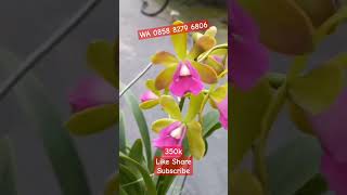 Anggrek Cattleya Taiwan  ID Robertsara Green Wonder Ready Plant Rimbun Kondisi Spike Knop Order‼️‼️ [upl. by Kemme]