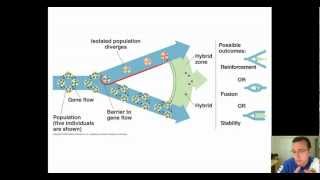 Hybrid Zones amp Speciation [upl. by Coughlin]