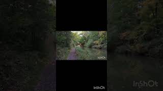 Basingstoke Canal reels love reelsshorts viralreels viralvideos trending sarvajitnm feed uk [upl. by Anastasia]