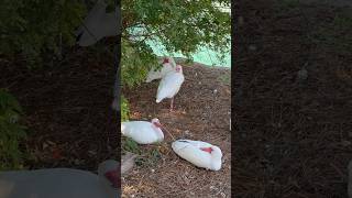 Ibises are graceful birds with long curved bills typically colored in shades of white and black [upl. by Dwaine316]