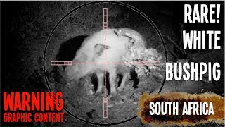 Hunting White Bushpig with Bushbuck 45 Airgun in South Africa [upl. by Heater657]