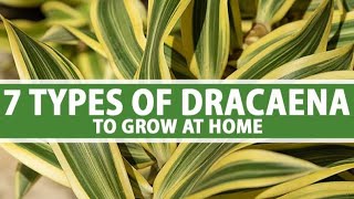 •Know varieties of DRACAENA plant to grow at home😱👍🌱🌱 naturelovers gardenplants plants [upl. by Haymes288]