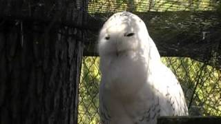 Snowy Owl Hooting [upl. by Wang]