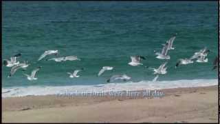 Flocks of Seagulls With Relaxing Ocean Sounds [upl. by Sadnac]