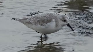 Sanderlings Birds of Lanzarote [upl. by Nesline]