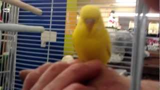 Finger Tame Lutino Budgie At Paws for Thought Pet Shop Leeds [upl. by Isnan]