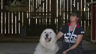 GREAT PYRENEES LIVESTOCK GUARDIAN IN ACTION [upl. by Perkins168]