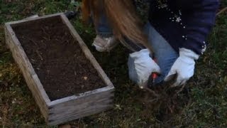 How to Grow Raspberry Bushes From a Baby Root  Berry Gardening Fertilizers amp Vegetables [upl. by Young]