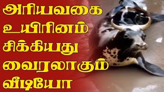 அரியவகை உயிரினம் சிக்கியது வைரலாகும்காணொலி  Sea cow Tranding Viral Video [upl. by Enohs204]