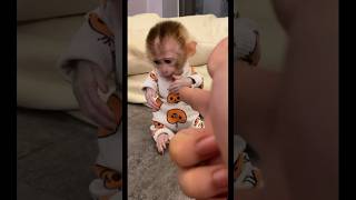 BABY MONKEY 🙉 PRETENDING GETTING SHOT viralvideo shorts asmr funny memes fyp foryou new ￼ [upl. by Machos120]