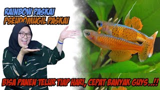 Budidaya Ikan Pelangi Paskay  How To Breed Neon Blue eye Rainbow [upl. by Koch]