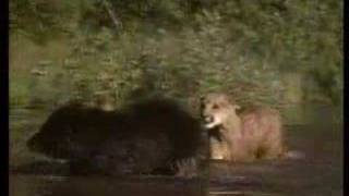 Cougar Cub vs Black Bear Encounter [upl. by Alistair]