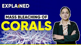 Explained  Mass bleaching of corals [upl. by Ahsinot]