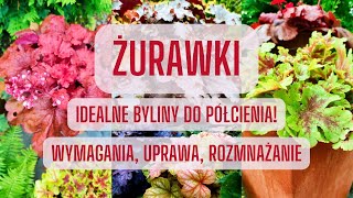 ŻURAWKI  UPRAWA WYMAGANIA ROZMNAŻANIE Cudowne ZIMOZIELONE byliny do PÓŁCIENIA [upl. by Ennovoj]