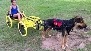 The BumbleBee a dog powered wagon [upl. by Hecklau776]