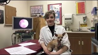 Why is my dog itching Dr Schissler answers dog allergy questions [upl. by Bartlet357]