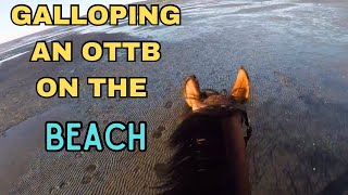 Galloping ExRacehorse Bitless amp Barefoot On Open Beach  GoPro POV [upl. by Ahsimin]