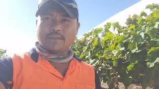 pertama kali petik buah anggur di robinvale Australia [upl. by Britt]