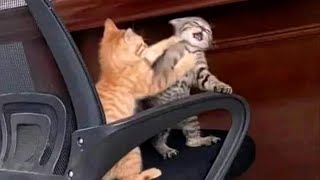 FUNNY CATS MEMES COMPILATION OF 2023 V33 [upl. by Katt]