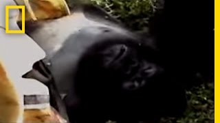 Why Do Gorillas Have Such Big Bellies  Weird Animal Searches  BBC Earth Kids [upl. by Schnorr]