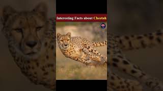 The Fastest Animal of World Can’t Roar Surprising Cheetah Facts The Predators Unstoppable Hunt [upl. by Jimmy]