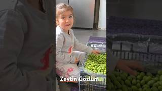 Zeytin Gözlüm [upl. by Eitsud]