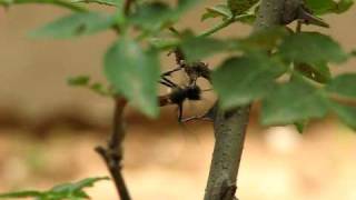 Threadwaisted Digger Wasp （Ammophila nigricans）泥蜂 [upl. by Macnair]