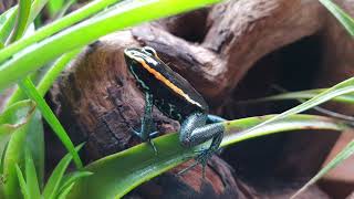 Phyllobates Vittatus calling [upl. by Nikolaos560]