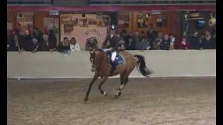 ♥ Ok du Rozel stallion SF [upl. by Eelrebma]