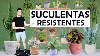 TOP 8 plantas suculentas para principiantes [upl. by Kowal]