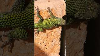 Green spiny lizard 🇨🇷 Costa Rica [upl. by Diva]