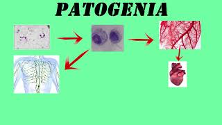 Trypanosoma cruzi ENFERMEDAD DE CHAGAS  PARASITOLOGÍA [upl. by Matless]