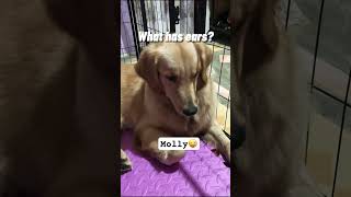 What has ears but doesn’t listen shortvideo goldenretriever doglover [upl. by Marian837]