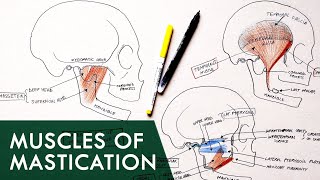 Muscles of Mastication  Anatomy Tutorial [upl. by Hnahk]