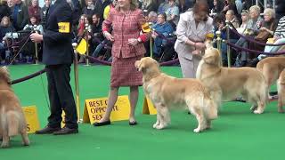 Golden Retriever Tracker shows at 2014 Westminster Kennel Club dog show [upl. by Koppel]