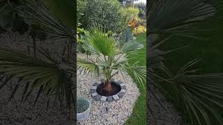 Palma Washingtonia Robusta 🤩🌴🌴palmy palmawashingtoniarobusta plants nature gardening ogród [upl. by Mensch511]