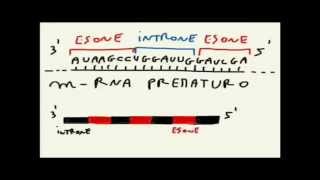 CORSO DI BIOLOGIA GENERALE  LEZIONE 47  MATURAZIONE RNA MESSAGGERO  RIBOSOMI  T RNA [upl. by Lanoil153]