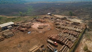 Brésil  la déforestation en Amazonie continue à un rythme effréné • FRANCE 24 [upl. by Hernandez]