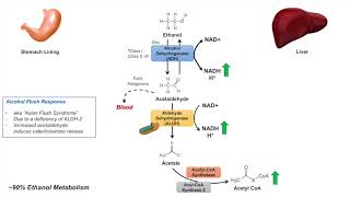 Ethanol Absorption and Metabolism  Alcohol Metabolism Pathway [upl. by Llerrud750]