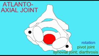 AP1 SKELETAL SYSTEM ATLANTOAXIAL JOINT [upl. by Marrissa836]