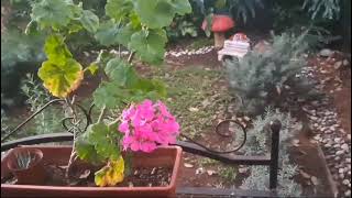 Geranium still blooming in Autumn May 2024 [upl. by Eberhard]